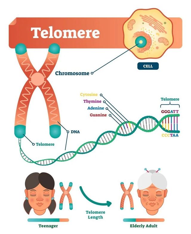 التيلومير Telomere
 هو منطقة من تسلسلات الحمض النووي المتكررة في نهاية الكروموسوم.
 تحمي التيلوميرات...