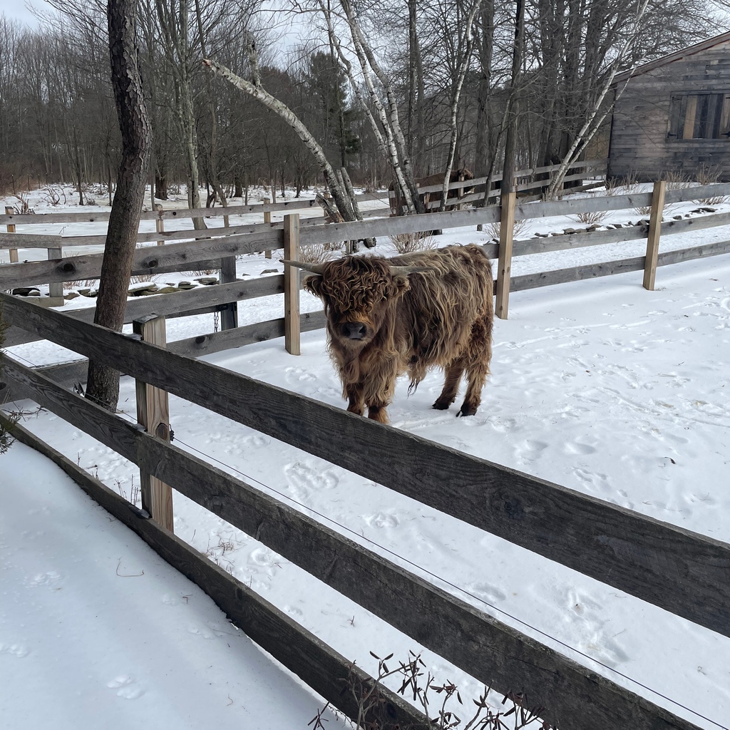 Come stay in our gorgeous Timber Frame Lodge this winter! Snuggle up in front of our cozy fireplace or around our outdoor fit pit and star gaze! Walk the farm and visit all of our friendly animals or be a little adventurous and join us for an ATV tour of the farm!