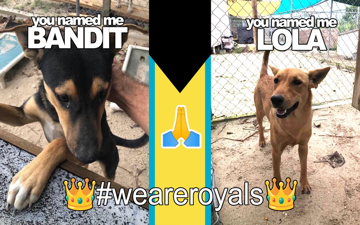 We appreciate your engagement to name these new #Potcakes that came into Abaco Shelter in The #Bahamas. Now, it's time to ADOPT! #dogrescue #dogadoption #weareroyals ✌️❤️🐕 Peace, Love  & Potcakes!