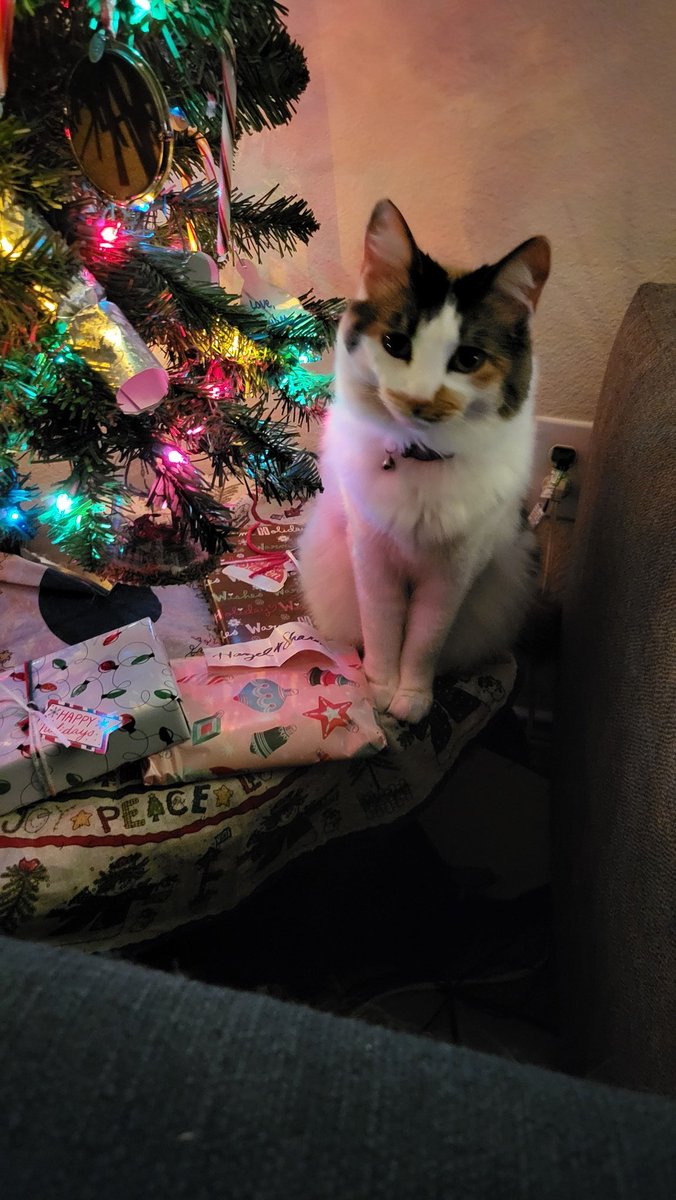 lovablechevy's tweet photo. yes our tree is still up. we've not had our Christmas yet. 

but I have the perfect gift for le wif when she gets back home! https://t.co/n0Ng7JtqbR