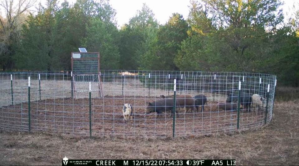 spartancamera's tweet photo. Looks like there's gonna be some good eating going down soon.
📷: Spartan Community Member
#spartancamera #trailcamera #trailcam #hogs #feralhogs #hogtrap #nature #outdoors #wildlife https://t.co/ZLPhHCRwB7