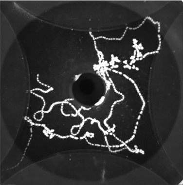 GnathiidGnation's tweet image. Hot off the press! The latest publication to come out of @GnathiidGnation is the first from @cvondriska&apos;s dissertation research! &quot;Assessment of a new olfactometer for study of sensory ecology in small aquatic organisms&quot; is in #ASLO_Methods at: doi.org/10.1002/lom3.1…