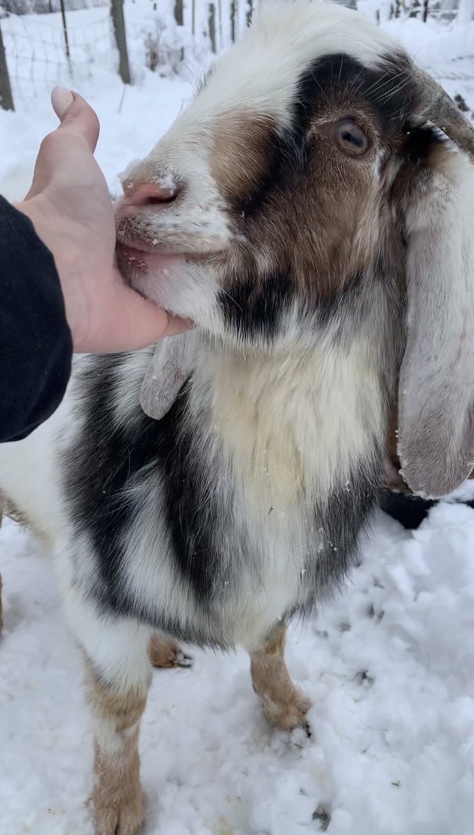KikiTweetsEh's tweet photo. Honestly. Could this guy be any cuter?  ❤️ https://t.co/bdF2i8Vfhx
