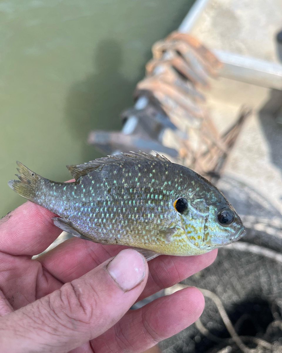 samuelJschaick's tweet photo. One thing I’ll admit #TeamBirds does a lot better than #TeamFish is hype up their life lists.
Anyways, in 2022 your boy added the golden topminnow, shovelnose & white sturgeon, and grass carp to the hook-and-line list, along with koi and northern sunfish to the sampling list. https://t.co/1wzEOSFrlc
