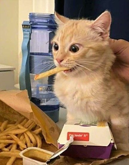 CatsHeld's tweet photo. https://t.co/pFDHMVjjck