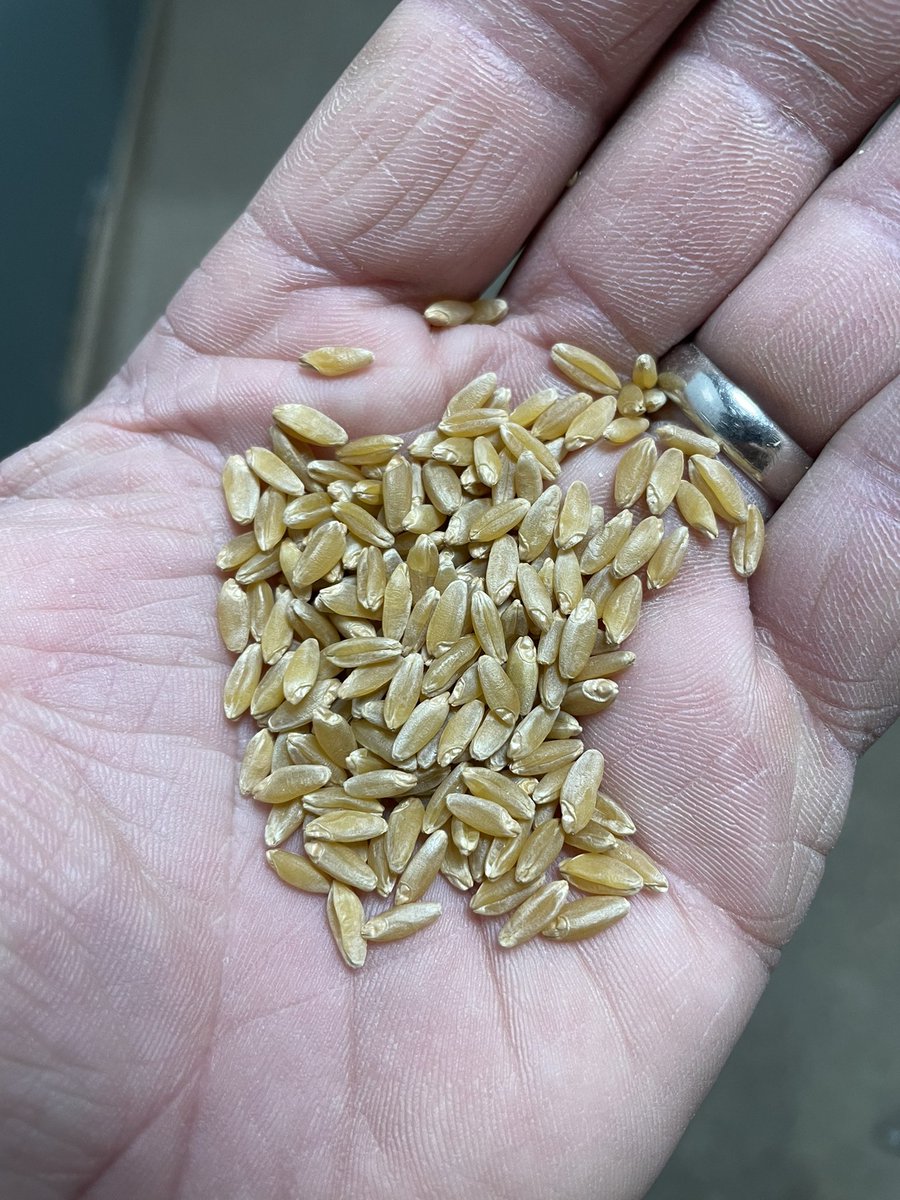 Brennan Wiens (@wiensseedfarm) on Twitter photo Now cleaning <a href="/canterraseeds/">CANTERRA SEEDS</a> #AACDonlow #durum. Best in class fuz resistance for available CWAD varieties. Certified seed available for #plant23 #seed23 Now cleaning <a href="/canterraseeds/">CANTERRA SEEDS</a> #AACDonlow #durum. Best in class fuz resistance for available CWAD varieties. Certified seed available for #plant23 #seed23