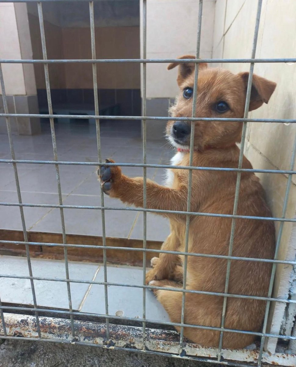 dan710ths's tweet image. If you’re trying to adopt and get turned down, please don’t give up. Talk to rescuers abroad. There are millions of amazing dogs out there, desperate for someone to love them. They will show you what unconditional love is ☺️🙏🏼💚🐶💚 #AdoptDontShop #dogsarefamily #DogsOnTwitter