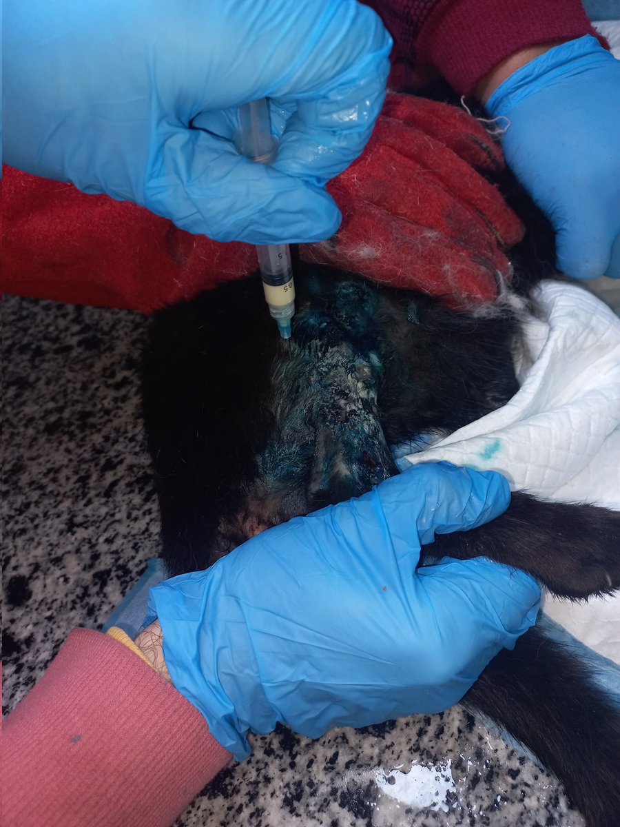 LoverHomeless's tweet photo. 🔄UPDATE🔄🫠🐈‍⬛😘Sooty returned to the vet today to have the wound cleaned and dressed. Sooty is doing very well! The bill from today came to 330 NIS which is approx $95.17! Could I ask you to kindly help me out with the amount due to the vet! 😘🫠 https://t.co/DKN3awZQNN🆘️🐾 https://t.co/F6bvX6IuV2