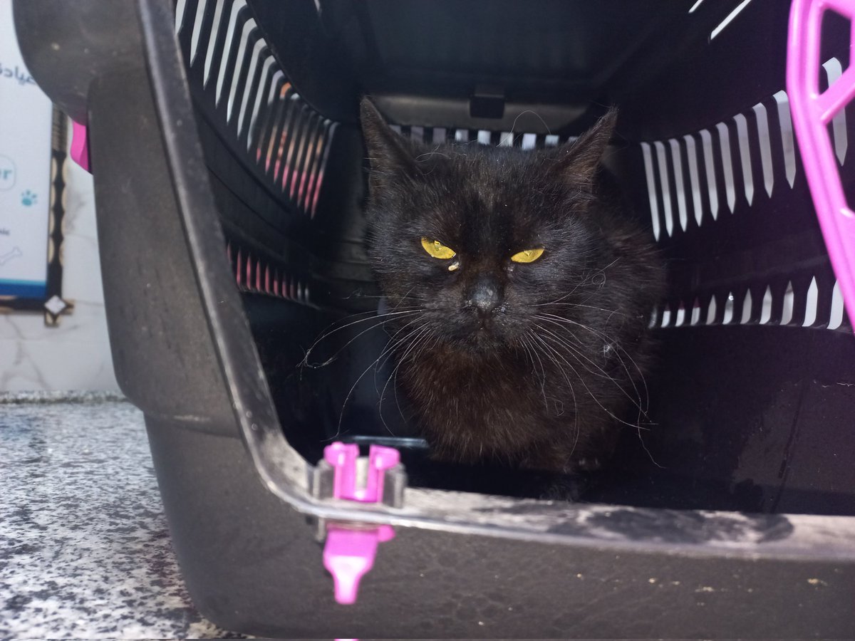 LoverHomeless's tweet photo. 🔄UPDATE🔄🫠🐈‍⬛😘Sooty returned to the vet today to have the wound cleaned and dressed. Sooty is doing very well! The bill from today came to 330 NIS which is approx $95.17! Could I ask you to kindly help me out with the amount due to the vet! 😘🫠 https://t.co/DKN3awZQNN🆘️🐾 https://t.co/F6bvX6IuV2