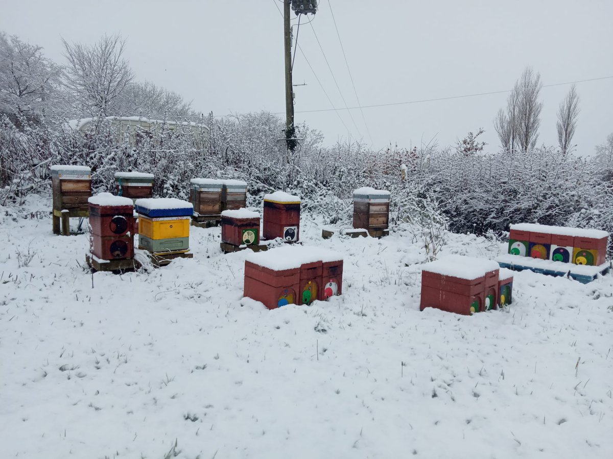 BeesBishops's tweet photo. We've been a bit quite over the Christmas period, there has been a lot to do getting ready for the year ahead. It probably didn't help that I rolled my wife's car during the Icy spell. Fortunately, me and my daughter were unharmed.
#merrychristmas #winterbees #winterbeekeeping https://t.co/I48dVX9IPd