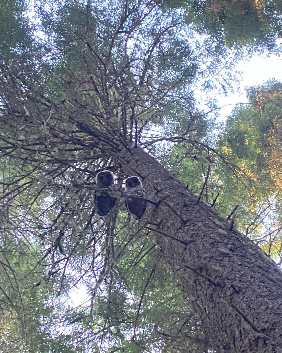KurowskiJamie's tweet photo. I miss the owls https://t.co/BecE9gJRte