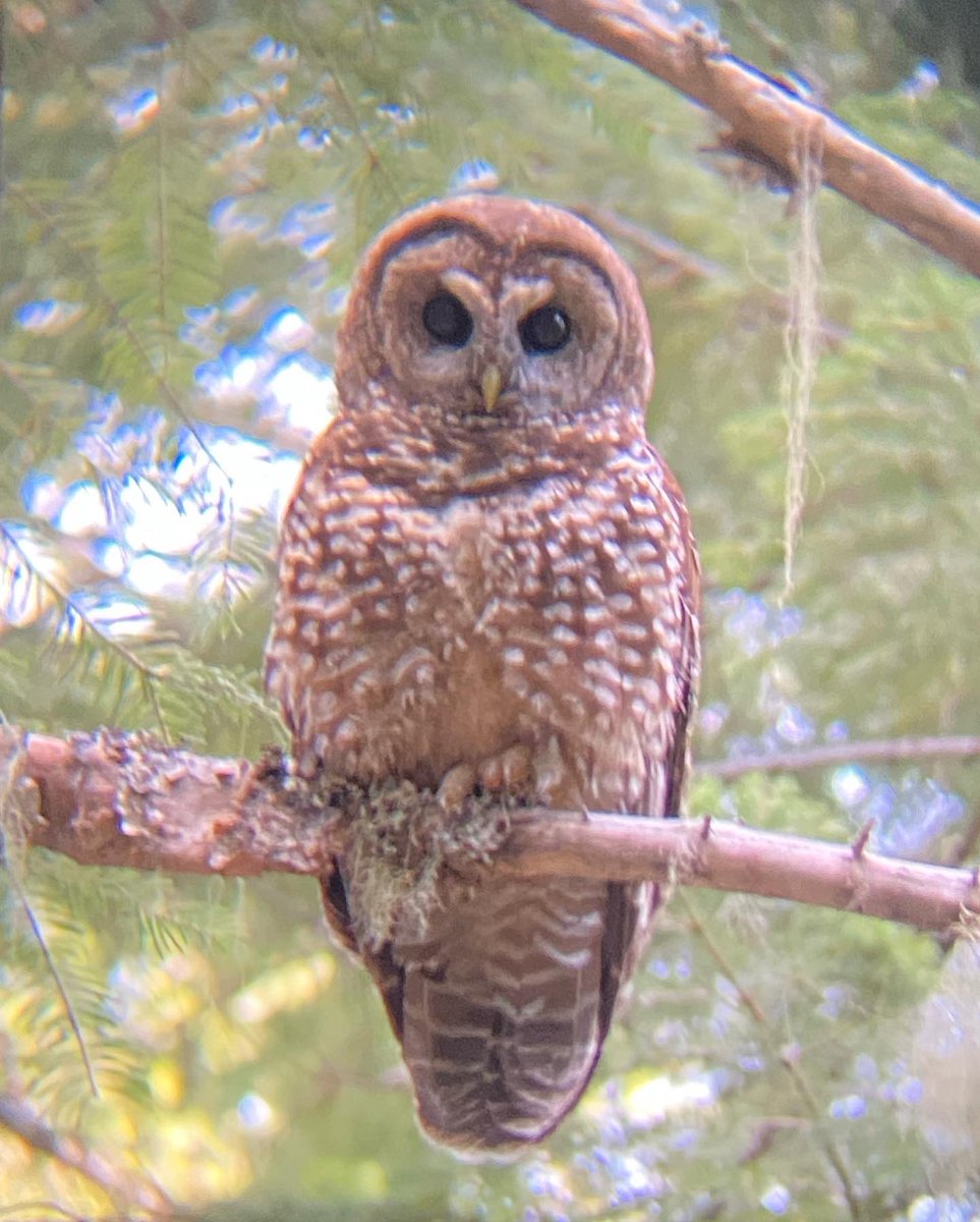 KurowskiJamie's tweet photo. I miss the owls https://t.co/BecE9gJRte