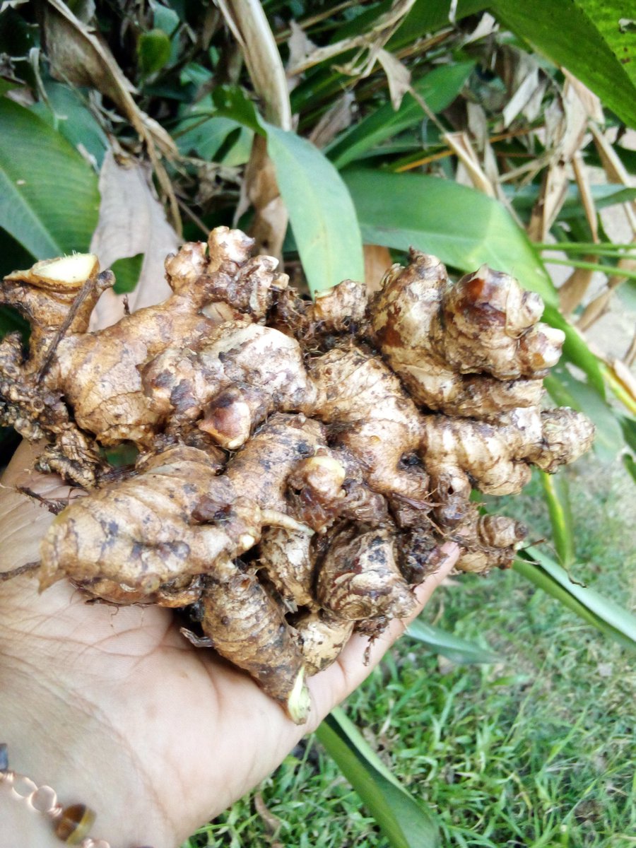yasmeenhelwani's tweet photo. Today's organic Ginger harvest from my garden. #mylittlefarm #organicfood #growyourownfood https://t.co/hgXVzu0GBd