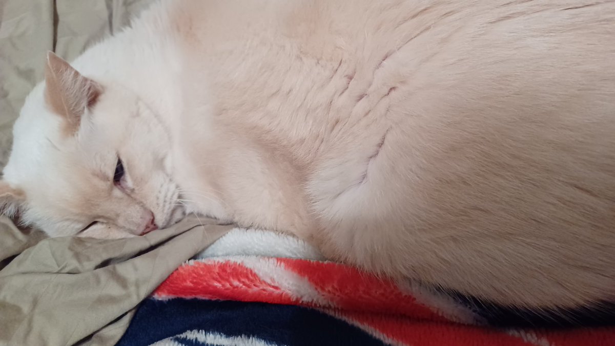 My handsome Sebastian had to be put to sleep today he will join his brother Thackery. He's family he is not a pet. He's my fur baby I was there when he was born. <a href="/LouDPhillips/">Lou Diamond Phillips</a>. I shared a pic of him with you on a Caturday