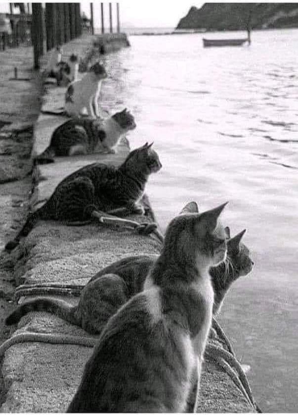 kafkaf351's tweet photo. Balık avından dönecek balıkçıları bekleyen kediler. 1970 İstanbul..
Foto: Ara Güler https://t.co/zVd8cTTUyR