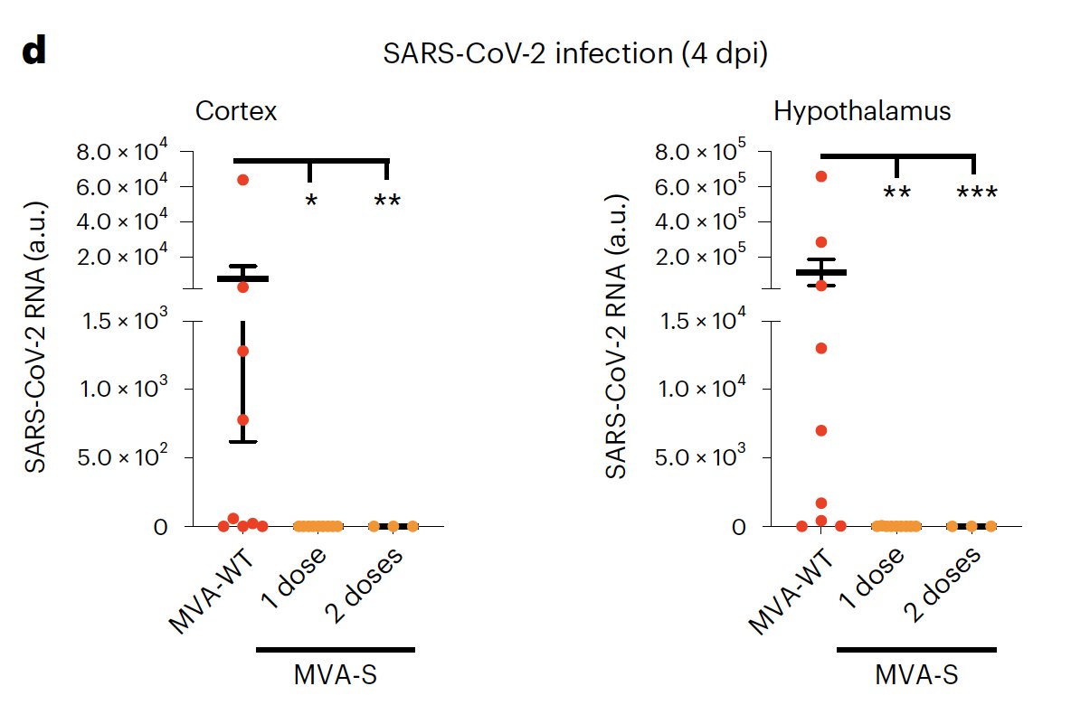 EricTopol's tweet photo. "These data demonstrate that MVA-S vaccination confers a complete protection against #SARSCoV2 brain infection and the associated neuropathological damage (neuronal loss and vascular damage), even after a second viral infection."
https://t.co/rHzB2Yu4hD
@NatureNeuro @ibis_sevilla https://t.co/rzGOTPkeAe