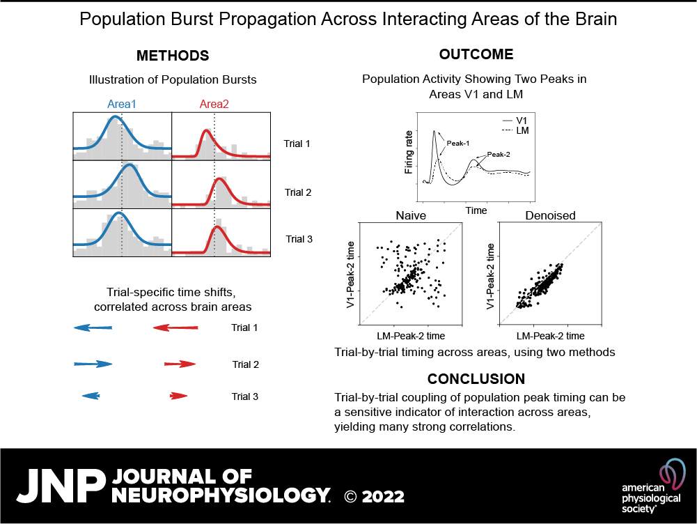 JNeurophysiol's tweet photo. 🔓#OpenAccess! Population burst propagation across interacting areas of the brain (Yu Chen et al.) 

🖱https://t.co/H8pTyfQbjG

 @bj_mdn #MultipleSpikeTrains #Neuropixels #PointProcess #neuroscience https://t.co/LNJobfSGDZ