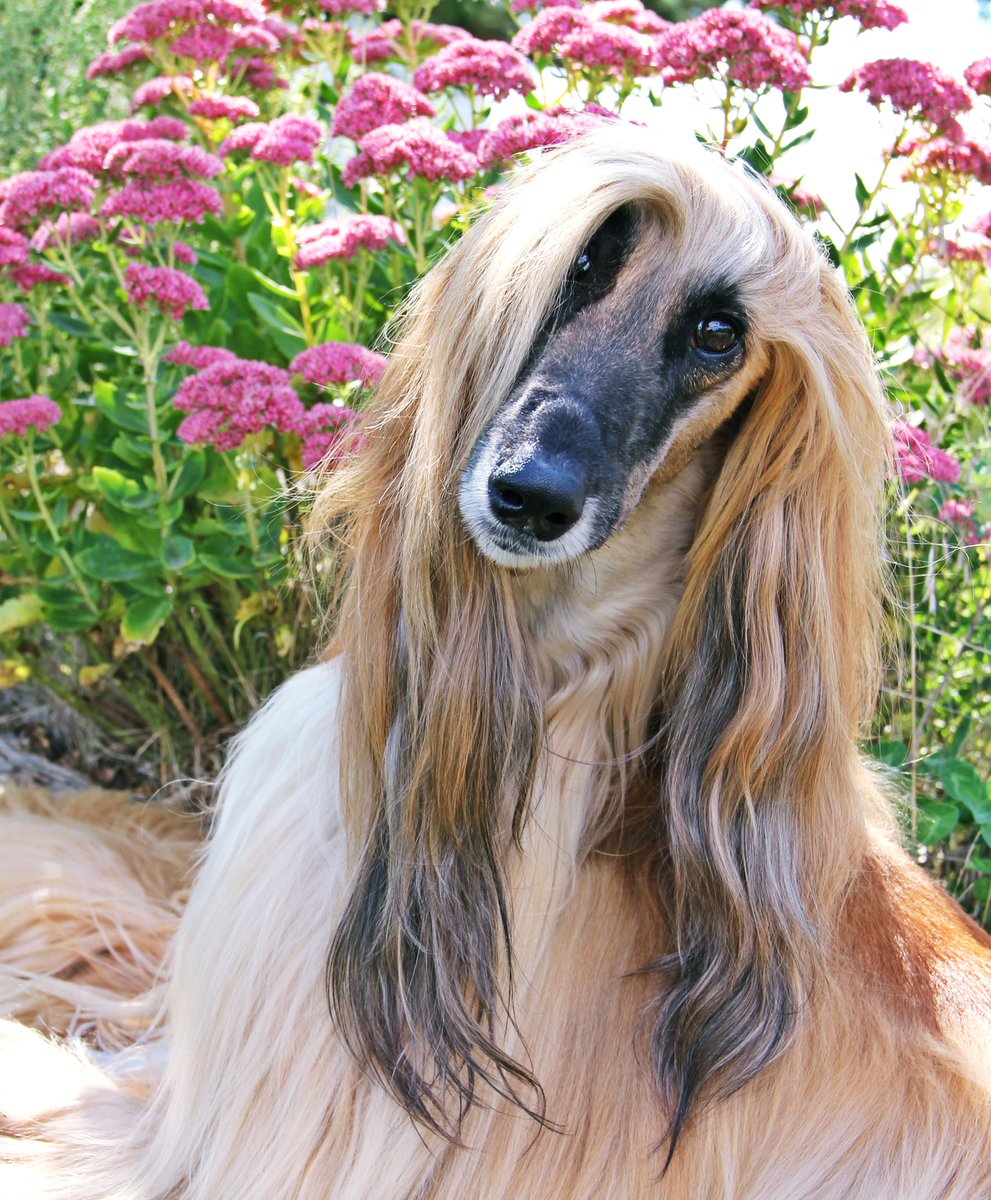 Showsight's tweet photo. Tell us about your breed: What are they like to live with?🐾
https://t.co/D2KS4tMm0f
#afghanhound #purebred #dogshow #dogshow2023 #bestinshow #bestinshowsight #showsightmag #showsightmagazine #dogshowmagazine #dogshowhandler #ownerhandler #juniorhandler https://t.co/0wmGa4uMPy