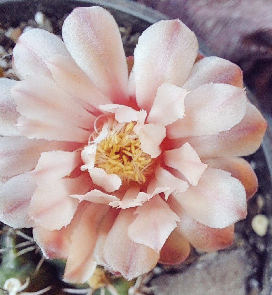 CactiConnoisse1's tweet photo. Gymnocalycium mihanovichii var. friedrichii (werderm.)
Truly magnificent specimine 🙌👏🌟❤️#Cacti #Gymno #inflower #Succulents #TheCactusCorner #SA https://t.co/b1defiXB7G