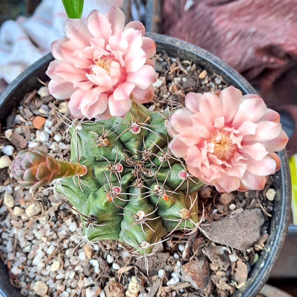 CactiConnoisse1's tweet photo. Gymnocalycium mihanovichii var. friedrichii (werderm.)
Truly magnificent specimine 🙌👏🌟❤️#Cacti #Gymno #inflower #Succulents #TheCactusCorner #SA https://t.co/b1defiXB7G