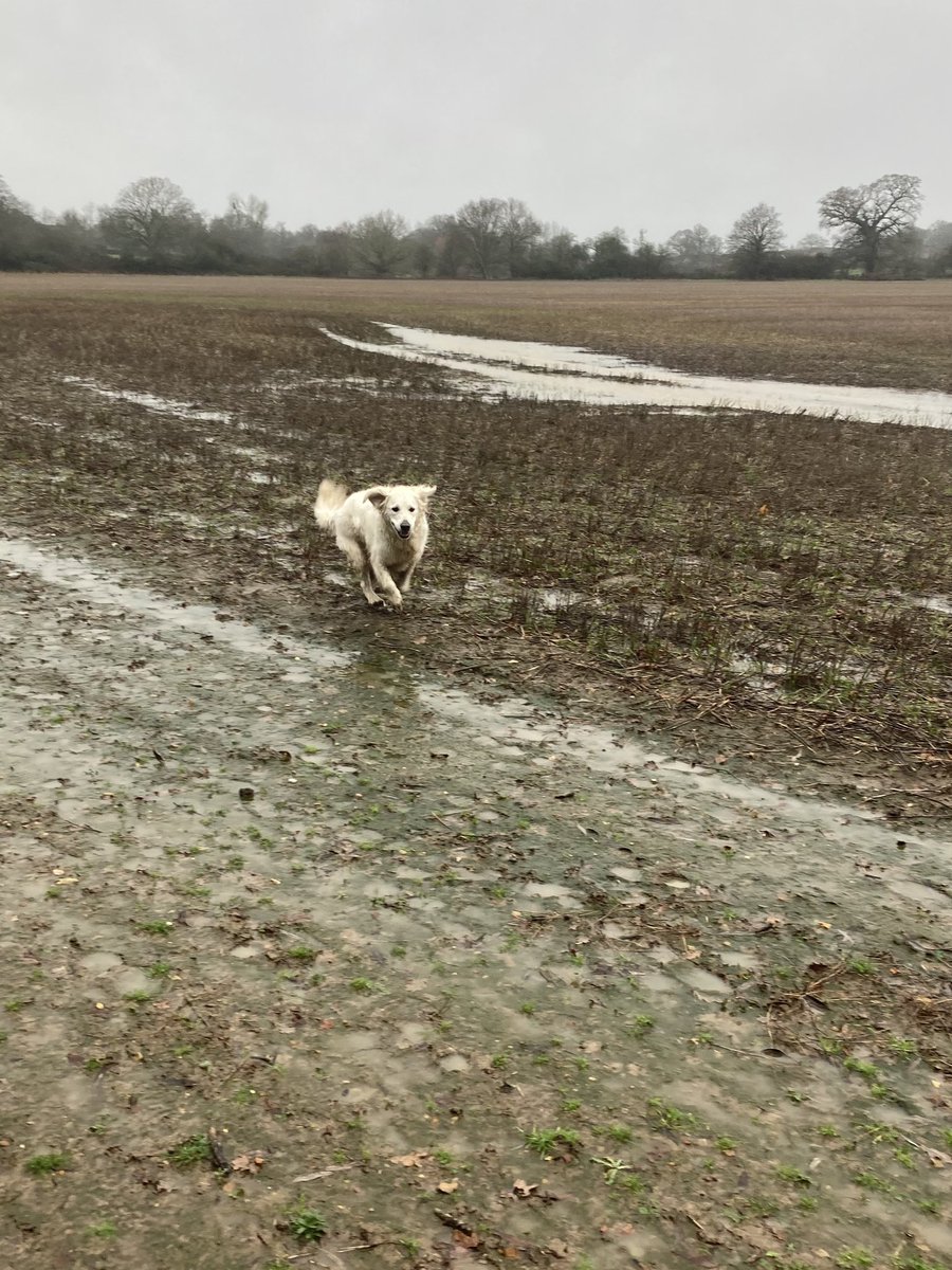 DoggyWalkerUK's tweet photo. My advice for today is be more like Maggie and just enjoy the wind, rain and mud! Typical #GoldenRetriever loving this #winterweather. π πΆ π #dogsoftwitter #tuesdayvibe #bemoredog #lovedogs #thedoggywalker #henley #ruscombe #wargrave https://t.co/TJLREu36KC