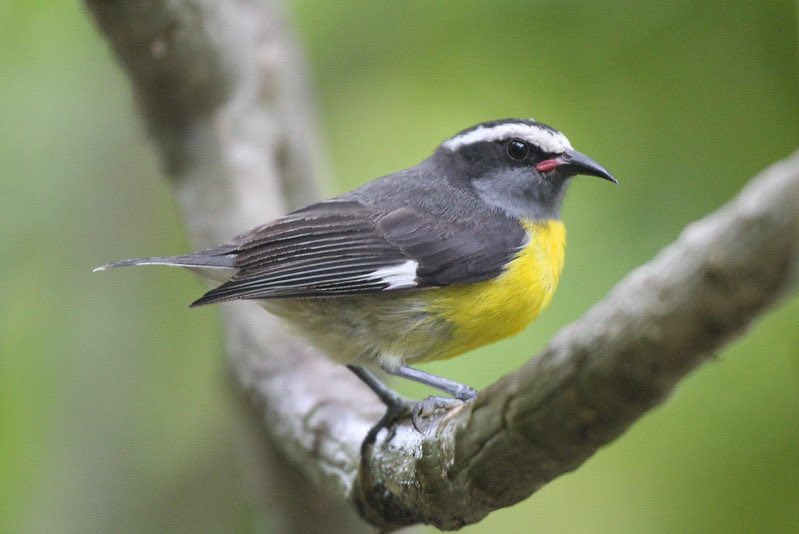 Puerto Rico’s Birds after Hurricane Maria (2023 Update) 10000birds.com/puerto-ricos-b… <a href="/Aves_PuertoRico/">SOPI</a> <a href="/BirdsCaribbean/">Birds Caribbean</a> <a href="/USFS_IITF/">International Institute of Tropical Forestry</a> <a href="/ElYunqueNF/">El Yunque NF</a> <a href="/10000birds/">10,000 Birds</a>
