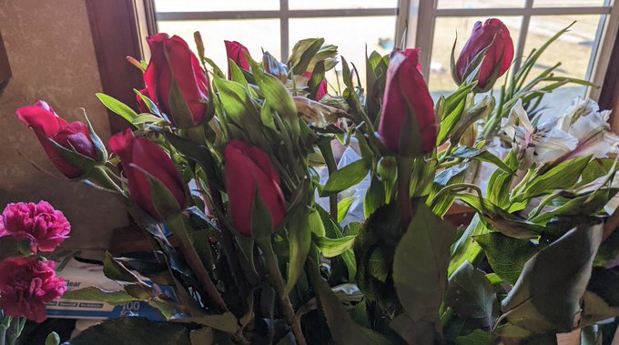 Thank you to whoever sent the roses 💕 https://t.co/ApRrAVzVkQ