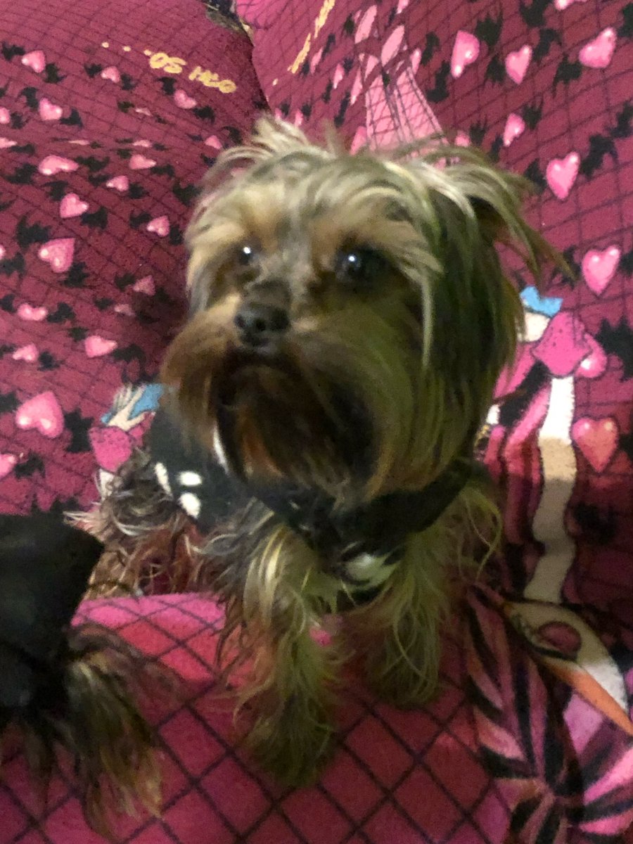 catisgah's tweet photo. El día de ayer tipo 23:30 de la noche se robaron a mi perrito desde CASA. Cortaron la reja sacándolo a la fuerza, esto sucedió en Cerro Navia, psje Río Volga. Santiago, Chile

Me ayudarían mucho compartiendo esto para poder encontrarlo y también a las personas que me lo quitaron https://t.co/TVkwMOkhfn