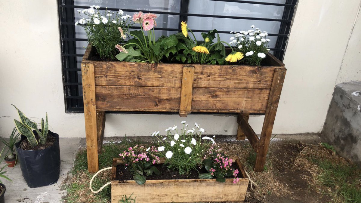 ❤️🌸🌼#HousePlantChallenge <a href="/CollectionsMX/">CollectionsMX</a>
