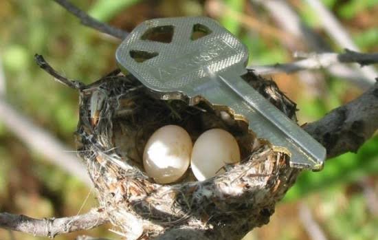 JorgeGarcesMx's tweet photo. ¿Sabías qué los huevos del colibrí miden entre 8 y 10 milímetros?

Ocupan el segundo lugar de los huevos más pequeños del mundo, los primeros son los de la UNAM en el caso de Yasmín Esquivel. https://t.co/TRWS35tJD5