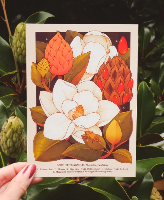 Hi #PortfolioDay ! I'm Lianne, a botanical illustrator passionate about botany, bugs, and forest sprites I'm currently looking for surface design, publishing, &amp; science communication opportunities!liannepflug.com   