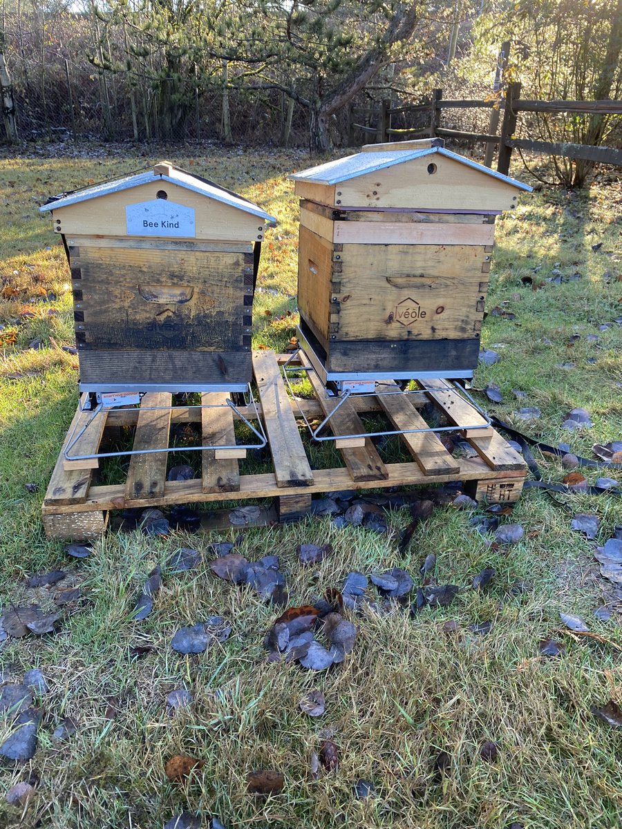 OMG we have bees!  🐝!!! On <a href="/Microsoft/">Microsoft</a>’s campus!  Went on my first walking meeting of 2023 (because ☀️) and we came across this little slice of wonderful! 🐝💕