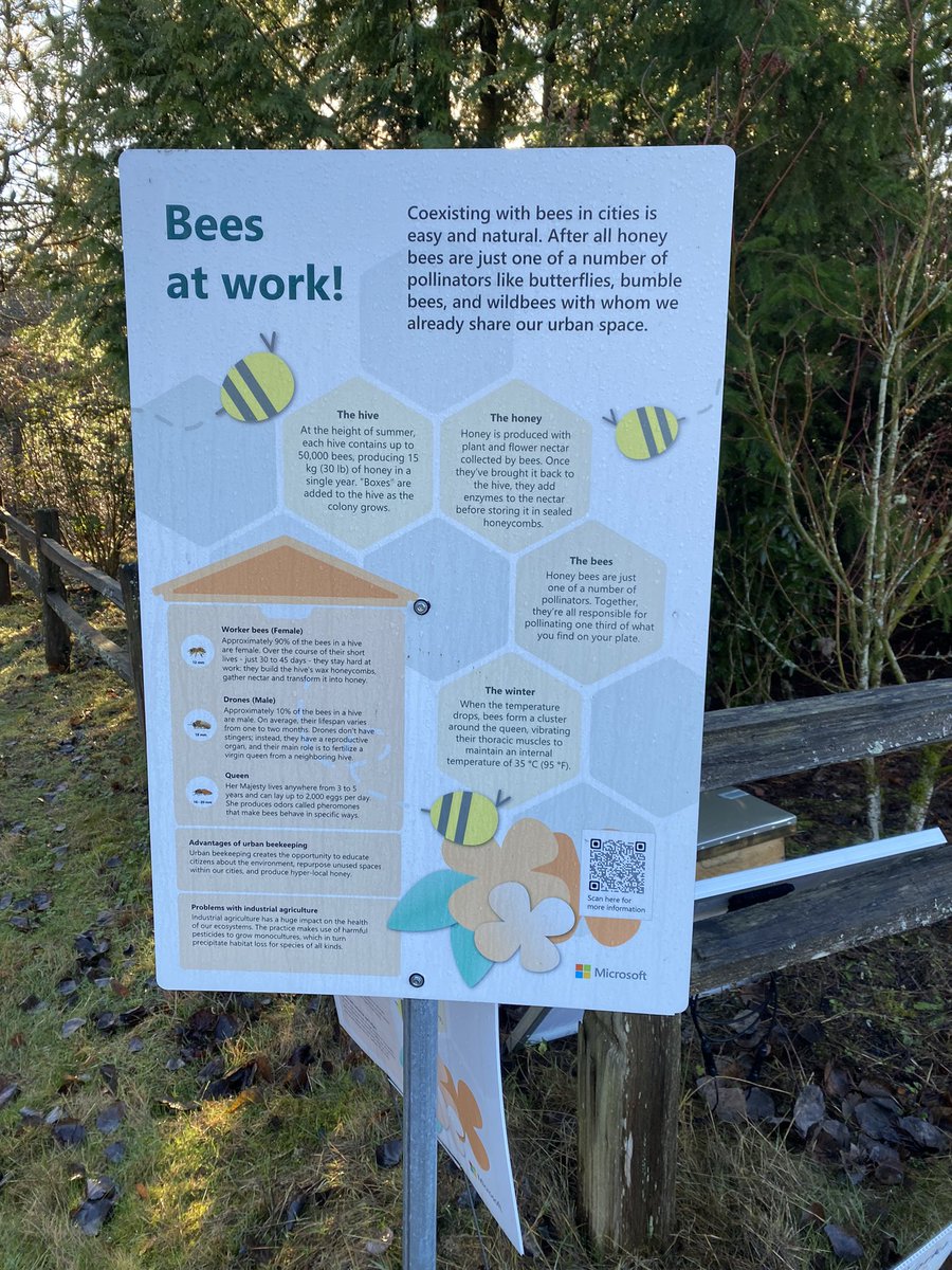 CristinGoodwin's tweet photo. OMG we have bees!  🐝!!! On @Microsoft’s campus!  Went on my first walking meeting of 2023 (because ☀️) and we came across this little slice of wonderful! 🐝💕 https://t.co/OgD58l2AQK