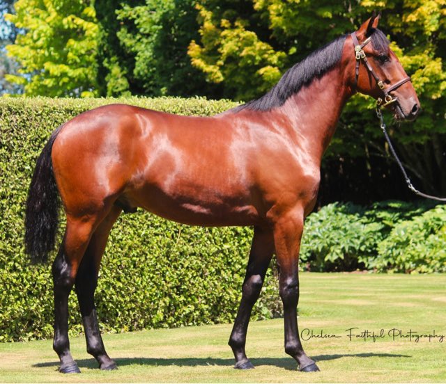Katrina Price (@katrina98711034) on Twitter photo Price Bloodstock will offer Lot 211 (Bettor’s Delight x Arden Caviar) <a href="/nzbstandardbred/">NZB Standardbred</a> Christchurch Sale Price Bloodstock will offer Lot 211 (Bettor’s Delight x Arden Caviar) <a href="/nzbstandardbred/">NZB Standardbred</a> Christchurch Sale