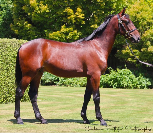 Katrina Price (@katrina98711034) on Twitter photo Price Bloodstock will offer 2 Alway’s B Miki colts <a href="/nzbstandardbred/">NZB Standardbred</a> Christchurch Sale - Lots 323 & 351 Price Bloodstock will offer 2 Alway’s B Miki colts <a href="/nzbstandardbred/">NZB Standardbred</a> Christchurch Sale - Lots 323 & 351