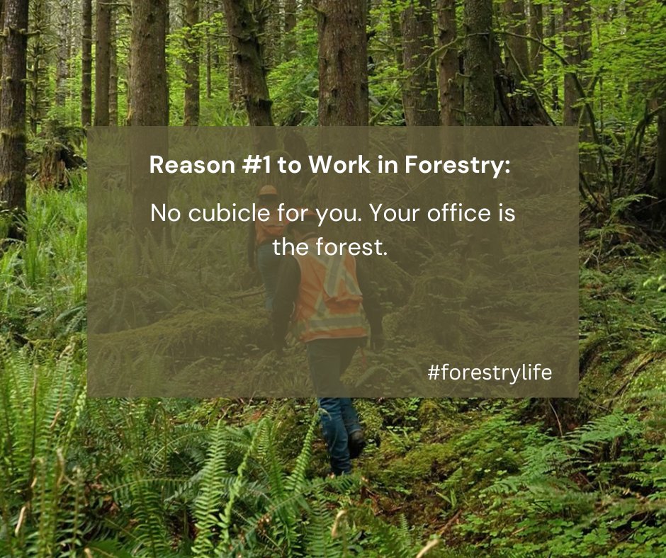 WAWorkingForest's tweet photo. 👇#workingforest #forestryjobs #forestrylife https://t.co/fvvOYdssl7