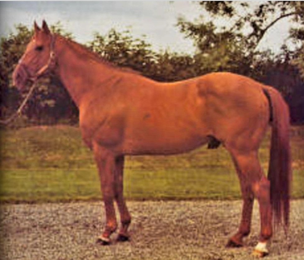 RED GOD 🇺🇸 1954
(NASRULLAH - SPRING RUN BY MENOW) #RedGod
B/O Harry Guggenheim (KY) 1954
14-5-3-0---$56,565
Rosebun H, Richmond S,
2nd Brandywine Turf H, Champagne S,
Stood Loughtown Stud🇮🇪, Sired Dios Rojo, Blushing Groom, Greenland Park, Jacinth, Piperhill, Red Lord, Red Mask,
