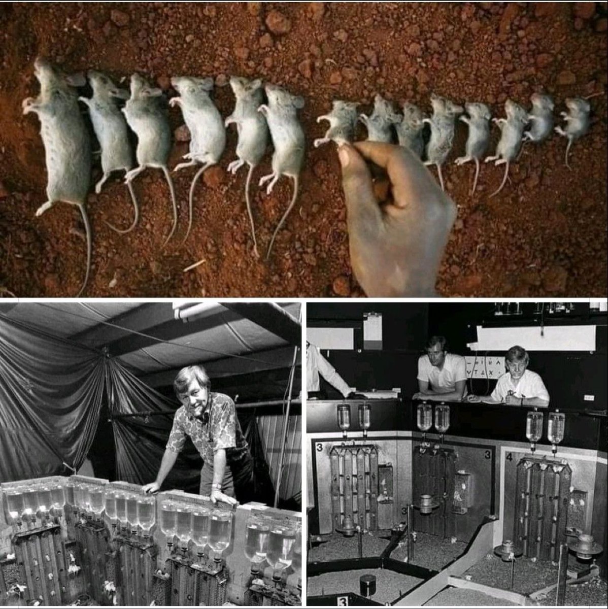 QuantumObserver's tweet image. &quot;The &quot;Universe 25&quot; experiment is one of the most terrifying experiments in the history of science, which, through the behavior of a colony of mice, is an attempt by scientists to explain human societies.

Thread 1/5