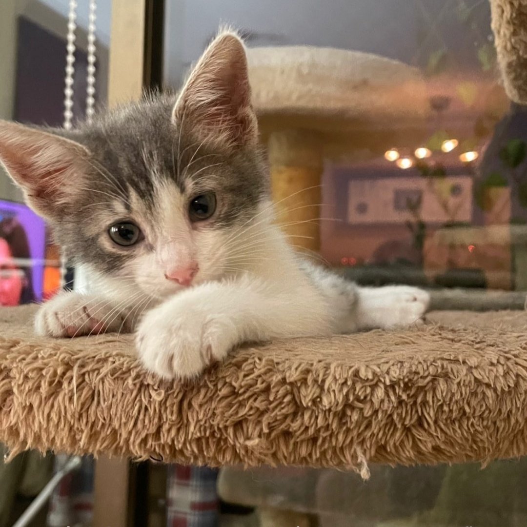 siganmelosenzo's tweet photo. Este pequeño gatito busca hogar. Contactar en Instagram @nosoyelvito 😉 https://t.co/i0L3wI3Qns