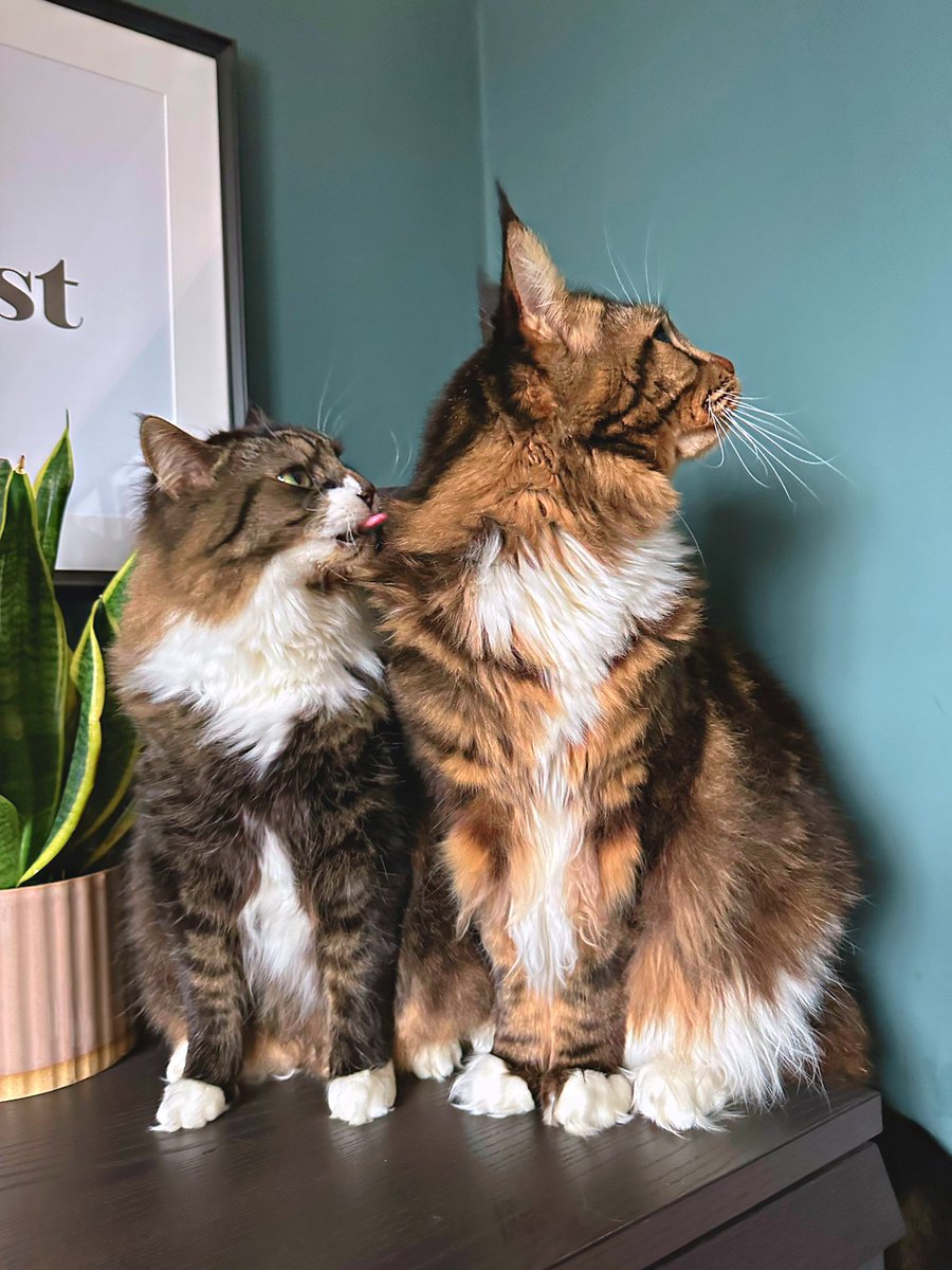 Anyone else like to stick their tongue out at their siblings behind their back? 😹 #CatsOnTwitter #MaineCoon #DomesticLonghair