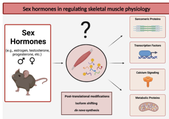Emerging roles for #estrogen in regulating skeletal muscle physiology (@BridgetCoyleas, @leslieogilvie, and @Jerm73 @UofGuelphNews) - new editorial in @PhysiologicalG ow.ly/GNvm50MmPeA #sexhormones #skeletalmuscle #articlesinpress