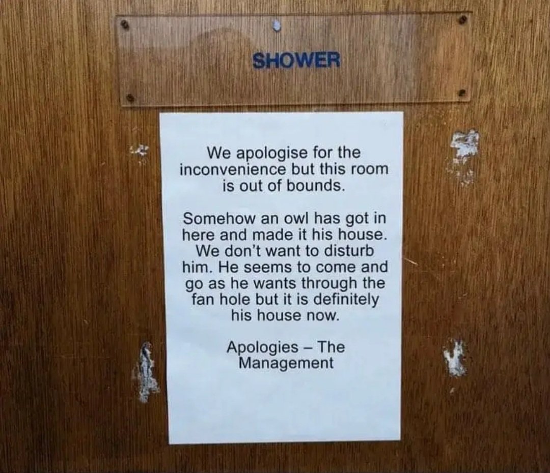 BethCartwriter's tweet image. Meanwhile, in Edinburgh.
#owls 🦉