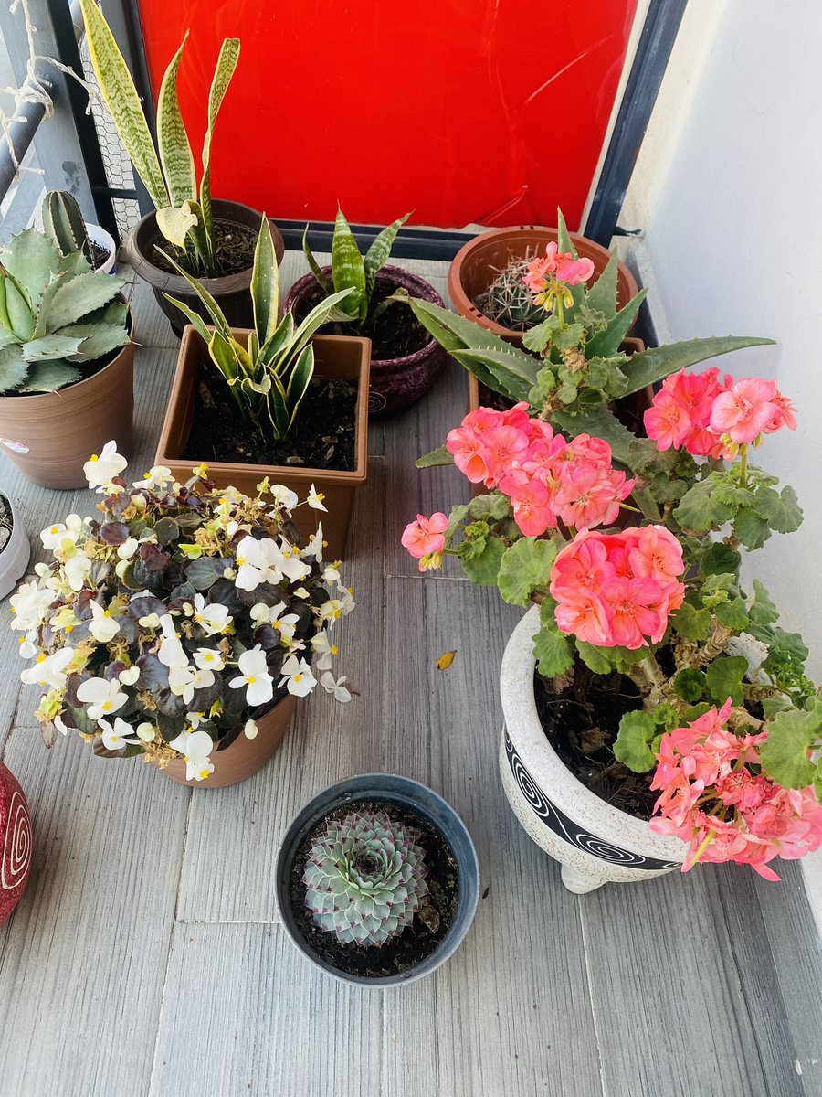 😍#HOUSEPLANTCHALLENGE <a href="/CollectionsMX/">CollectionsMX</a>