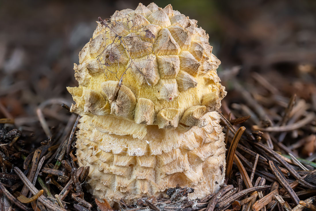 LukesMushrooms's tweet photo. Little spiky creature 🦔 for #toadstooltuesday
🌍 Amanita regalis
🇬🇧 Royal fly agaric
🇩🇪 Königs-Fliegenpilz
🇨🇿 Muchomůrka královská
🇸🇰 Muchotrávka kráľovská
#agaric #fungus #closeup https://t.co/zR2guhjK7k