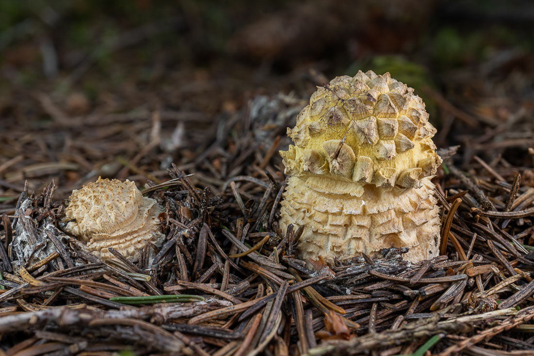 LukesMushrooms's tweet photo. Little spiky creature 🦔 for #toadstooltuesday
🌍 Amanita regalis
🇬🇧 Royal fly agaric
🇩🇪 Königs-Fliegenpilz
🇨🇿 Muchomůrka královská
🇸🇰 Muchotrávka kráľovská
#agaric #fungus #closeup https://t.co/zR2guhjK7k