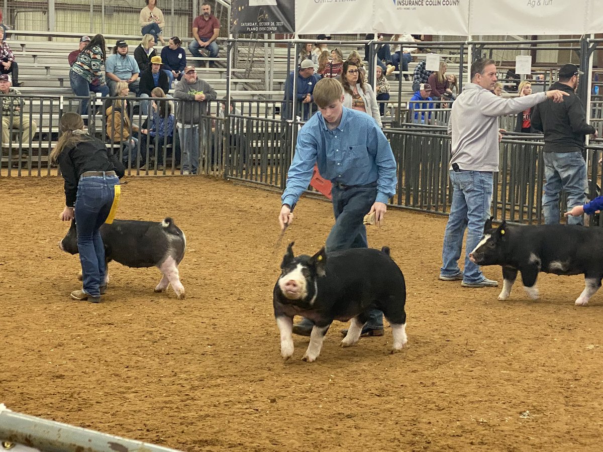 Justin_D_James's tweet photo. What a great kick off to the Collin County Jr. Livestock show! Our @MHSLions are working hard to qualify for the big sale on Saturday! 🐖 🐽 @McKinneyTxFFA #CTExcellence #MHSFFA https://t.co/D1KpSywW5b