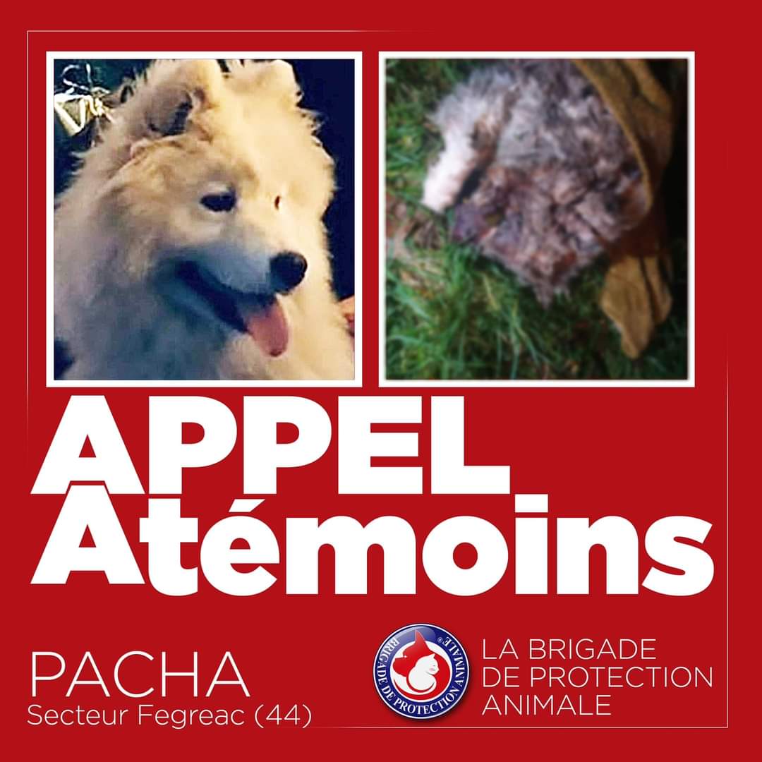 Brigade_BPA's tweet photo. APPEL À TÉMOINS 📣

1 mois après sa disparition, hier, Pacha a été retrouvée décédée. L’autopsie confirme qu'elle a été massacrée par la main de l’homme.

Si vous avez des informations, contactez-nous en MP :
https://t.co/pscJGwdltZ
Ou par mail 👇
brigadepa.signalements@gmail.com https://t.co/Q6tHjf4LeB