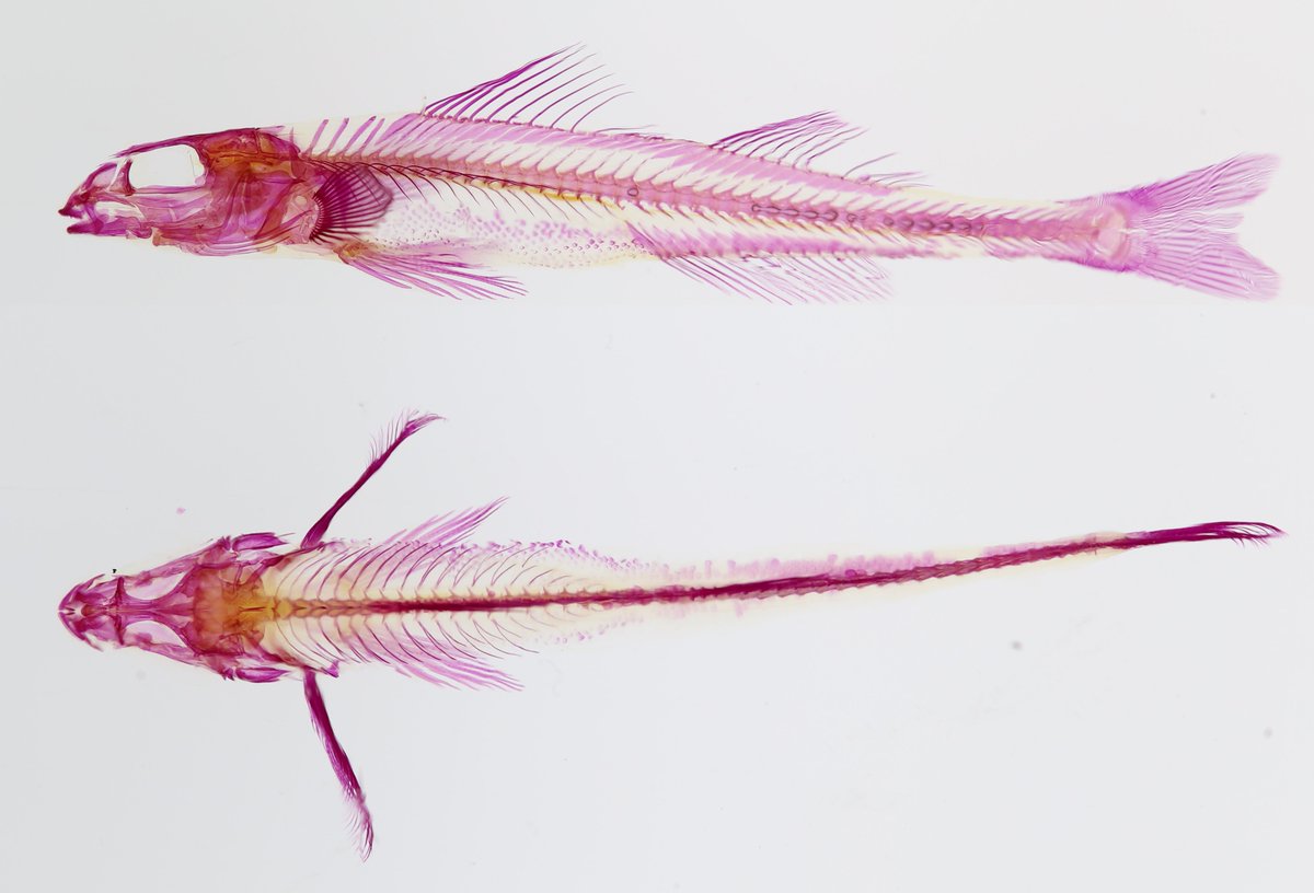 Crystal Darter (Crystallaria asprella)