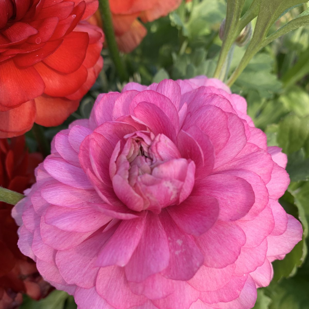 おはよう御座います(*´▽｀)ﾉﾉ 🌸🌸🌸花の便り🌸🌸🌸 早春～春の鉢花として出回る球根植物で、紙のように薄い花びらが幾重にも重なった花姿が美しい草花です