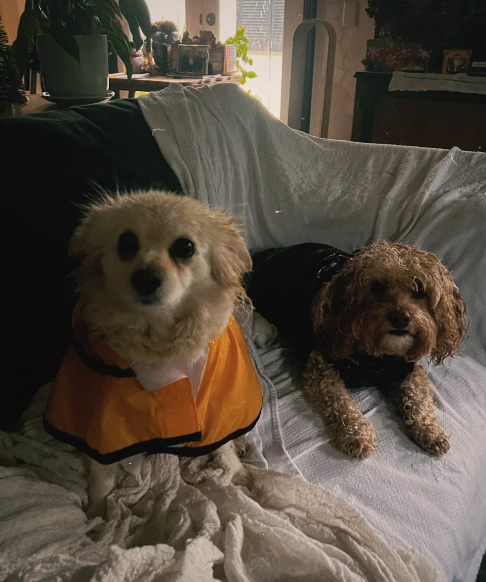 Look at these dapper little pups #LARain #RainReady #BeforeDuringAfter